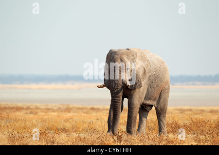 Elefante africano (Loxodonta africana) sulle pianure del Parco Nazionale di Etosha, Namibia, Sud Africa Foto Stock