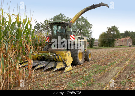 Mietitrebbia in un campo di mais Foto Stock