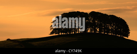 Alba su pascoli Askrigg; Askrigg village, Wensleydale; Yorkshire Dales National Park, England, Regno Unito Foto Stock