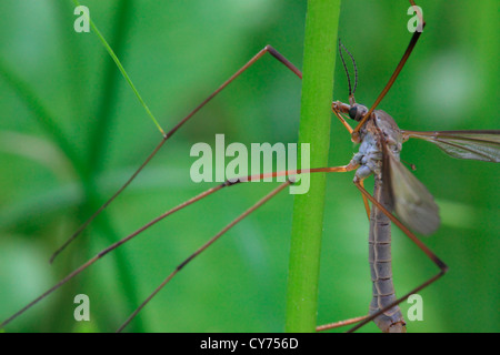 Vero cranefly (Tipula sp.) di appoggio in una pianta levetta in un prato. Vaesternorrland, Svezia. Foto Stock