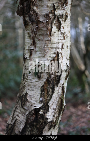 Silver birch di corteccia di albero Foto Stock