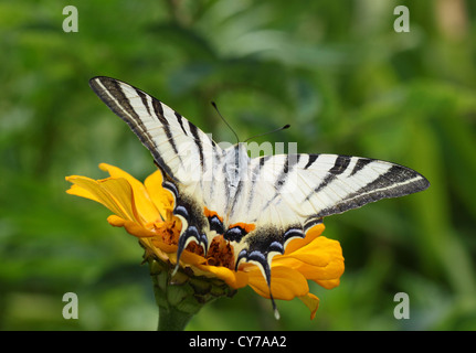 Close up di scarsità di coda forcuta farfalla posata su zinnia Foto Stock