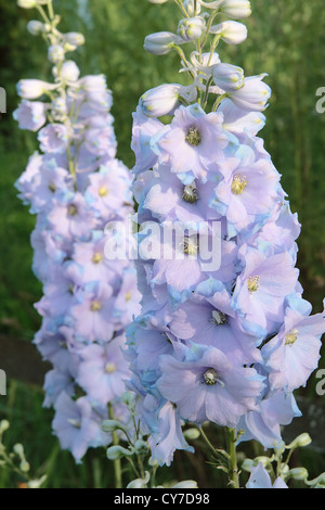 Delphinium tonalità viola cresce in giardino Foto Stock