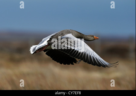 Graylag goose (Anser anser) Foto Stock