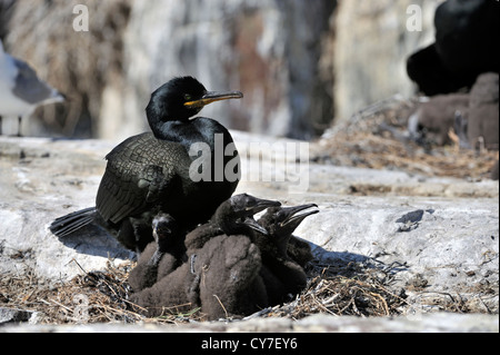 Marangone dal ciuffo (phalacrocorax aristotelis) Foto Stock