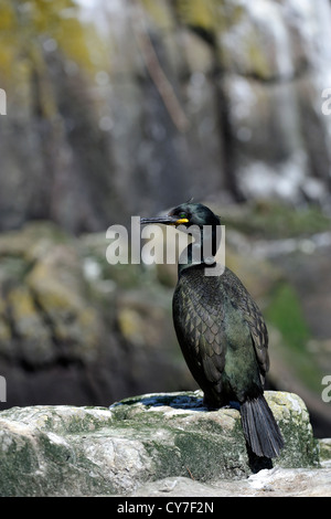 Marangone dal ciuffo (phalacrocorax aristotelis) Foto Stock