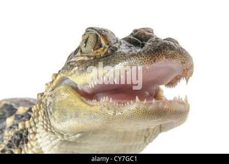 Close-up di giovani del coccodrillo americano su sfondo bianco. Foto Stock