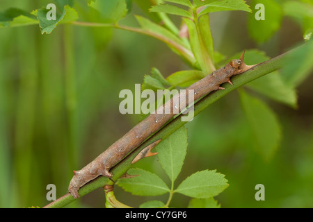 Big brown caterpillar ubicazione sullo stelo rose Foto Stock