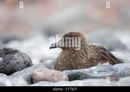 Skua marrone (Stercorarius antarcticus lonnbergi), sottospecie sub antartiche, poggiante su Paulet Island, l'Antartide. Foto Stock