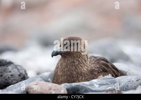 Skua marrone (Stercorarius antarcticus lonnbergi), sottospecie sub antartiche, poggiante su Paulet Island, l'Antartide. Foto Stock