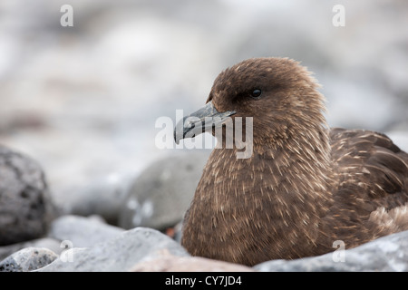 Skua marrone (Stercorarius antarcticus lonnbergi), sottospecie sub antartiche, poggiante su Paulet Island, l'Antartide. Foto Stock