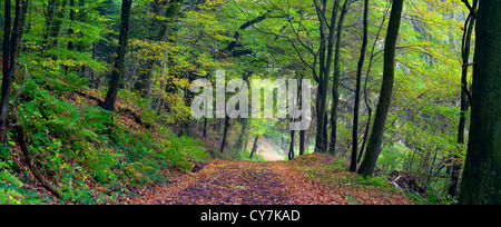 Strada sterrata nel bosco misto (faggio, quercia e carpino bianco) in un giorno di nebbia, autunno, Saarland / Germania. Cucito Foto Stock