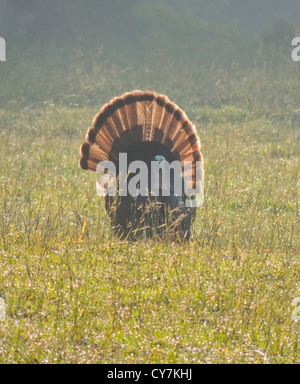 Un maschio di Turchia (Meleagris gallopavo) Tom puntoni durante la molla accoppiamento stagione. Cades Cove Great Smoky Mountain National Park Foto Stock