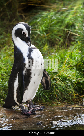African- o nero-footed penquin coperto con gocce d'acqua in piedi di mattina presto sun Foto Stock