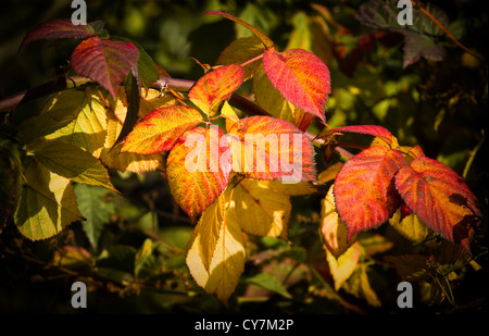 Sunshine sulla colorata Brambleberry lascia sulla giornata di ottobre in autunno Foto Stock