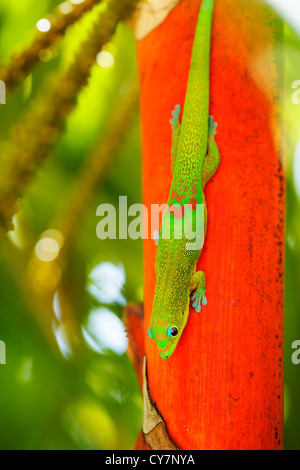 Esotici tropicali verde lucertola, vista macro leggera profondità di campo Foto Stock