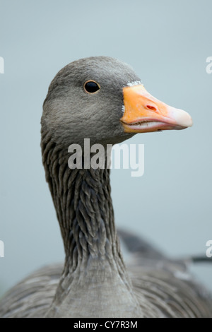 Graylag goose (Anser anser) Foto Stock