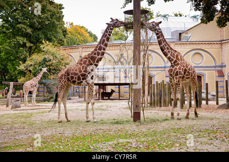 Le giraffe al giardino zoologico di Berlino, Germania Foto Stock