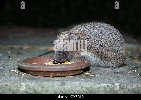 Western riccio (Erinaceus europaeus) Foto Stock