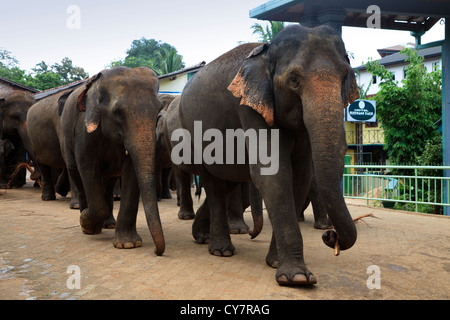 Gli elefanti da Pinnawalla l'Orfanotrofio degli Elefanti, Sri Lanka, camminando attraverso il villaggio di Kegella verso il fiume per il lavaggio Foto Stock