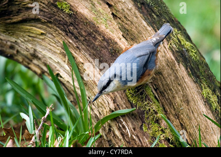 Eurasian picchio muratore (Sitta europaea) Foto Stock