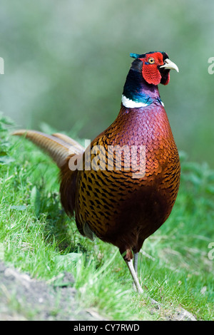 Il fagiano comune (Phasianus colchicus) Foto Stock