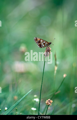 Piccola perla confina fritillary butterfly (Boloria selene) Foto Stock