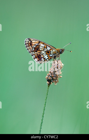 Piccola perla confina fritillary butterfly (Boloria selene) Foto Stock