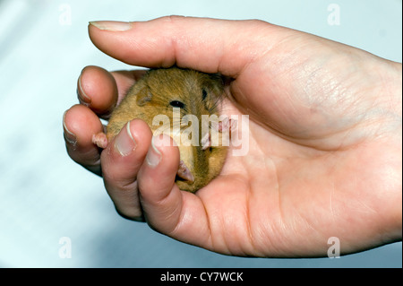 Comune / Hazel ghiro (Muscardinus avellanarius) Foto Stock