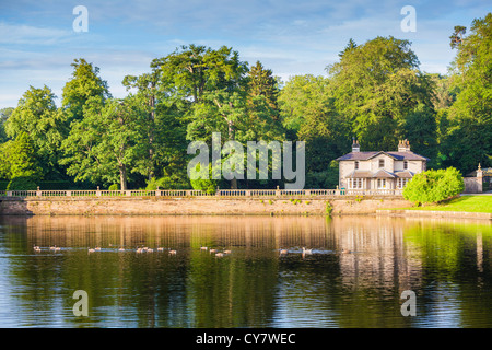 Le oche sul lago a Studley Royal park vicino a Ripon, North Yorkshire. Foto Stock