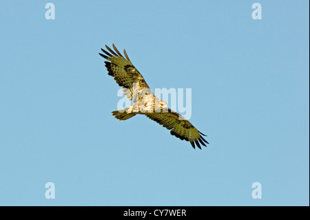 Comune poiana (Buteo buteo) Foto Stock