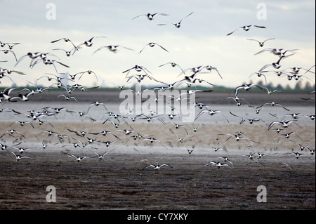 Beccacce di mare in volo (Haematopus ostralegus) Foto Stock