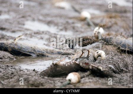 Voltapietre (Arenaria interpres) Foto Stock