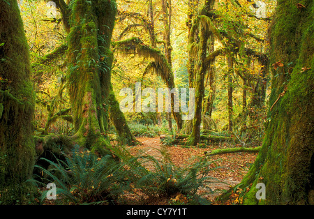 Hall di muschi Trail nel Hoh Rainforest, il Parco Nazionale di Olympic, Washington. Foto Stock