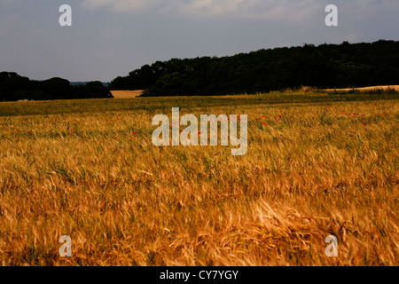 Poppies in un cornfield tra la maturazione grano vicino Pocklington Yorkshire Wolds East Yorkshire Inghilterra Foto Stock