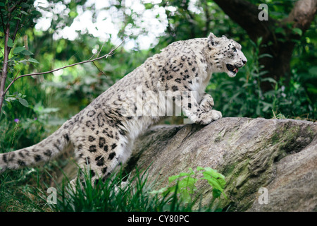 Snow Leopard in Central Park Zoo di New York Foto Stock