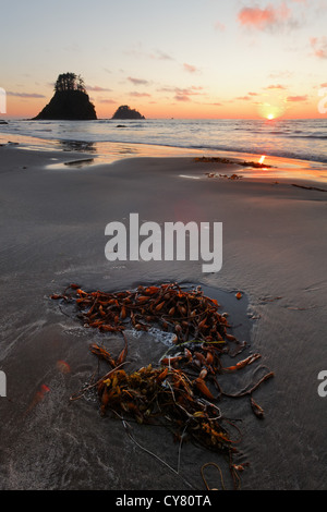 Kelp e alghe sulla spiaggia al tramonto, Cape Alava, il Parco Nazionale di Olympic, Penisola Olimpica, Clallam County, Washington, Stati Uniti d'America Foto Stock