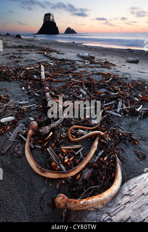 Kelp e alghe sulla spiaggia al tramonto, Cape Alava, il Parco Nazionale di Olympic, Penisola Olimpica, Clallam County, Washington, Stati Uniti d'America Foto Stock