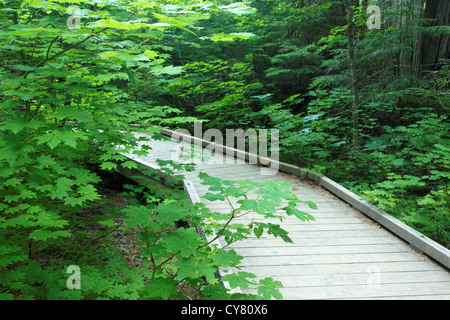Il Boardwalk sentiero attraverso la vecchia foresta, Grove dei patriarchi Trail, il Parco Nazionale del Monte Rainier, Washington, Stati Uniti d'America Foto Stock