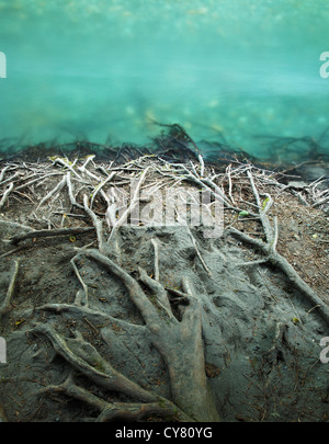 Esposti grafi ad albero che si estende fuori sul terreno sulle rive del fiume Ohanapecosh, il Parco Nazionale del Monte Rainier, Washington, Stati Uniti d'America Foto Stock