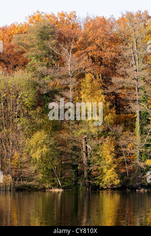 Colorato caduta delle foglie degli alberi presso la riva del lago Schlachtensee a Berlino, Germania. Foto Stock