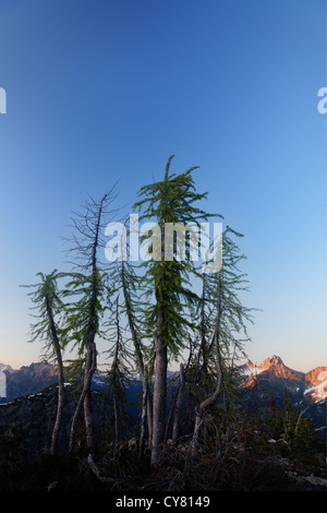 Piccolo stand di larice subalpino, vicino a Maple Pass, North Cascades, Washington, Stati Uniti d'America Foto Stock