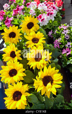 Girasoli in miniatura per la vendita nel mercato Wells, Somerset, Inghilterra, Regno Unito Foto Stock