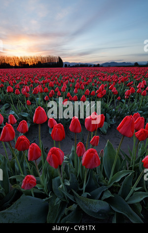 Alba rompe su un campo di rosso tuplips, Mount Vernon, Skagit Valley, Skagit County, Washington, Stati Uniti d'America Foto Stock