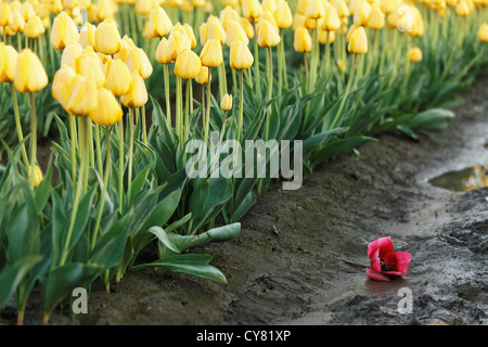 Un singolo red tulip scesa tra una fila di tulipani gialli, Mount Vernon, Skagit Valley, Skagit County, Washington, Stati Uniti d'America Foto Stock