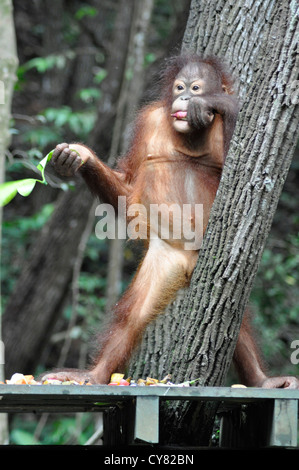 Giovani Orangutan Orang Utan Pongo pygmaeus a Sepilok Centro di Riabilitazione Borneo Malese. In piedi sulla piattaforma di alimentazione Foto Stock