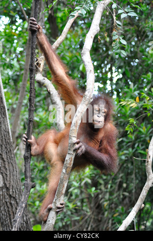 Giovani Orangutan Orang Utan Pongo pygmaeus a Sepilok Centro di Riabilitazione Borneo Malaysia rampicante Foto Stock