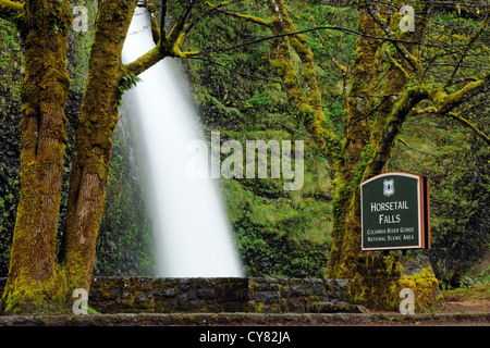 Equiseto cade, Columbia River Gorge National Scenic Area, Oregon, Stati Uniti d'America Foto Stock