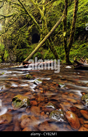 Oneonta Creek, Columbia River Gorge National Scenic Area, Oregon, Stati Uniti d'America Foto Stock