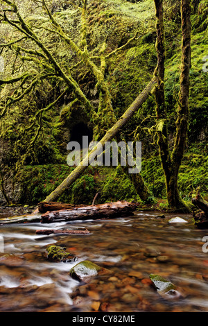 Oneonta Creek, Columbia River Gorge National Scenic Area, Oregon, Stati Uniti d'America Foto Stock